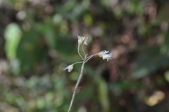 Dendrobium herbaceum